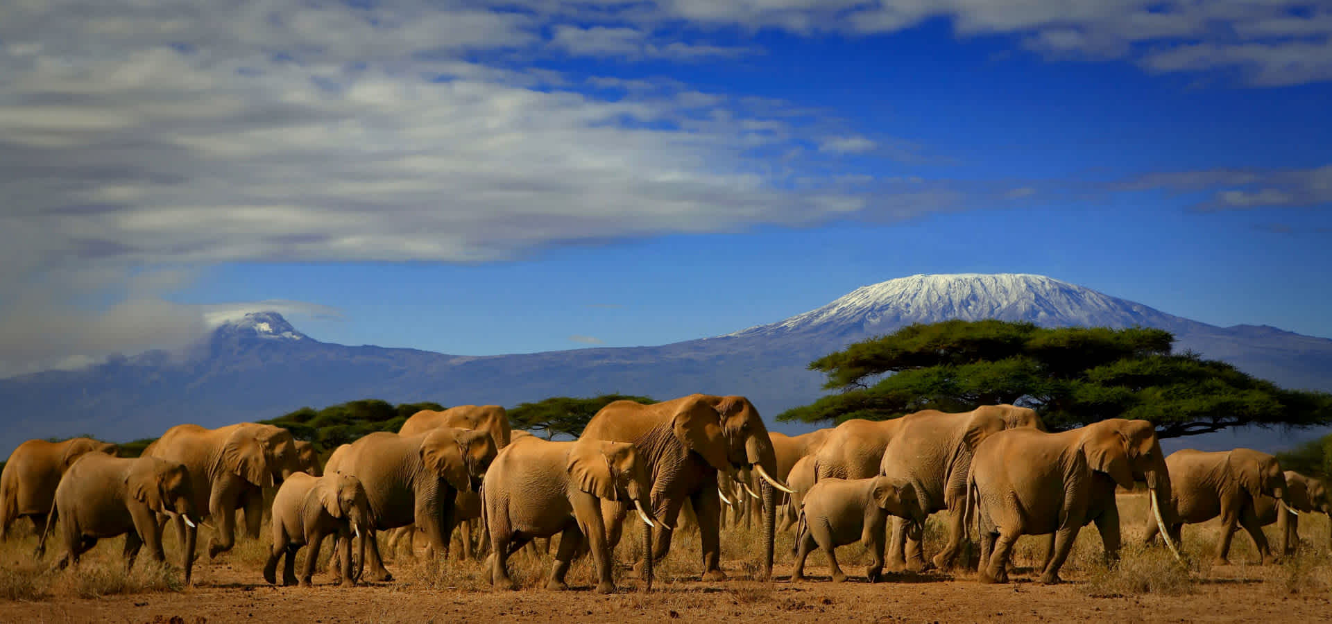 safari guide course kenya